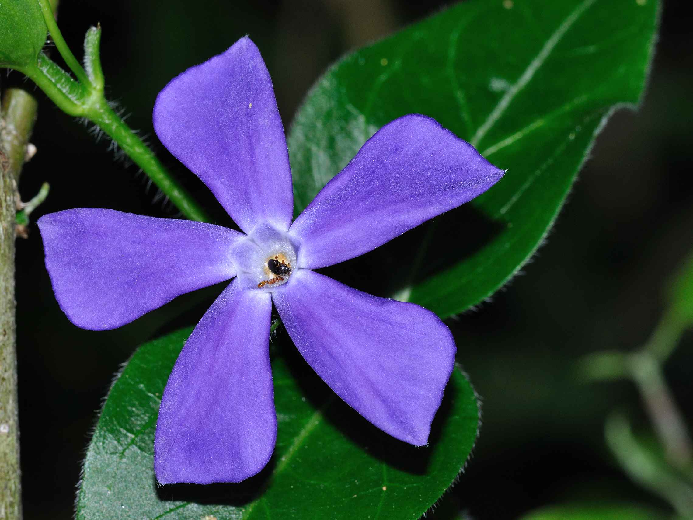 Vinca major e Vinca minor